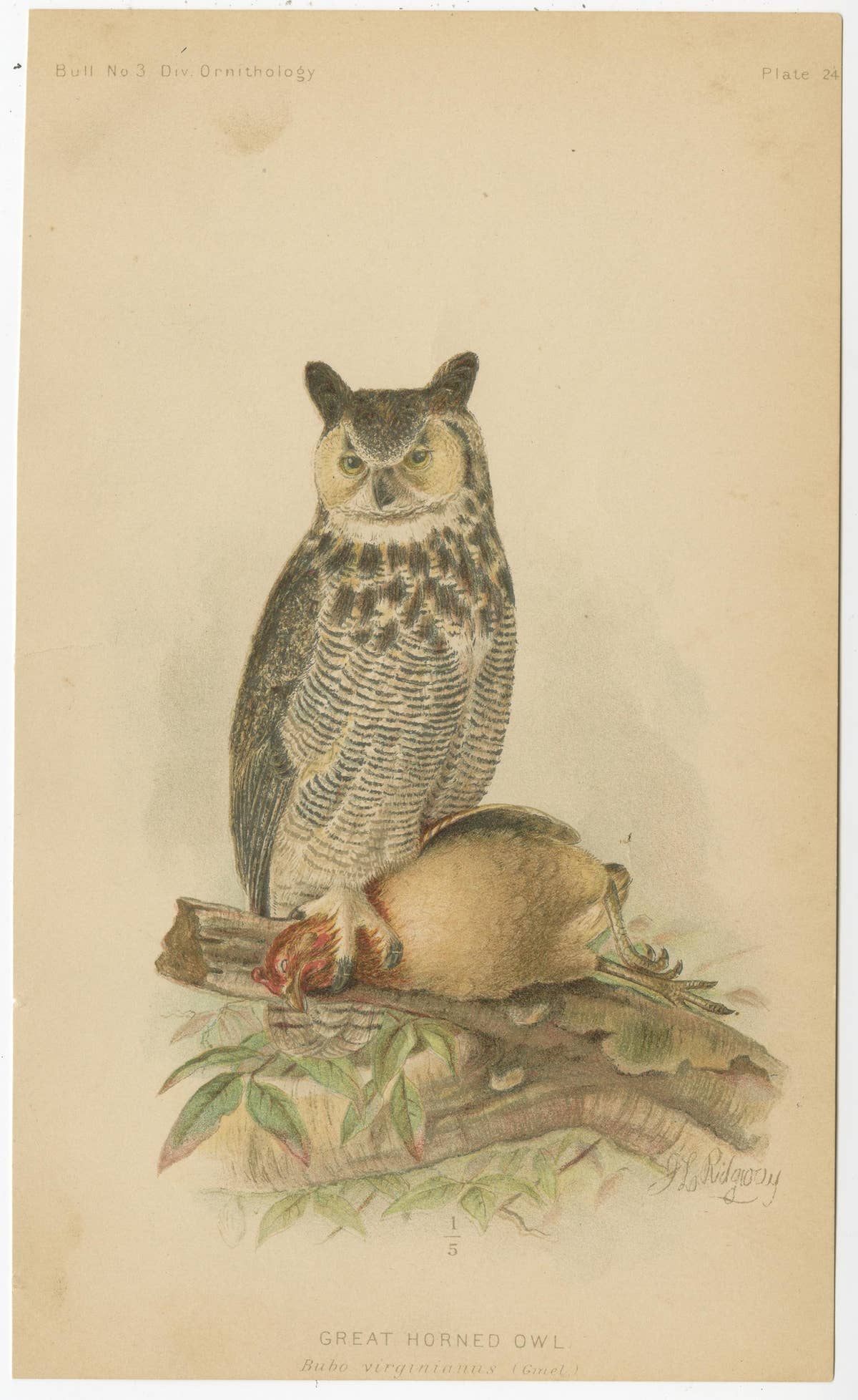 Set of 3 Antique Owl Prints: Dwarf Screech, Burrowing and Great Horned Owl, 1893
