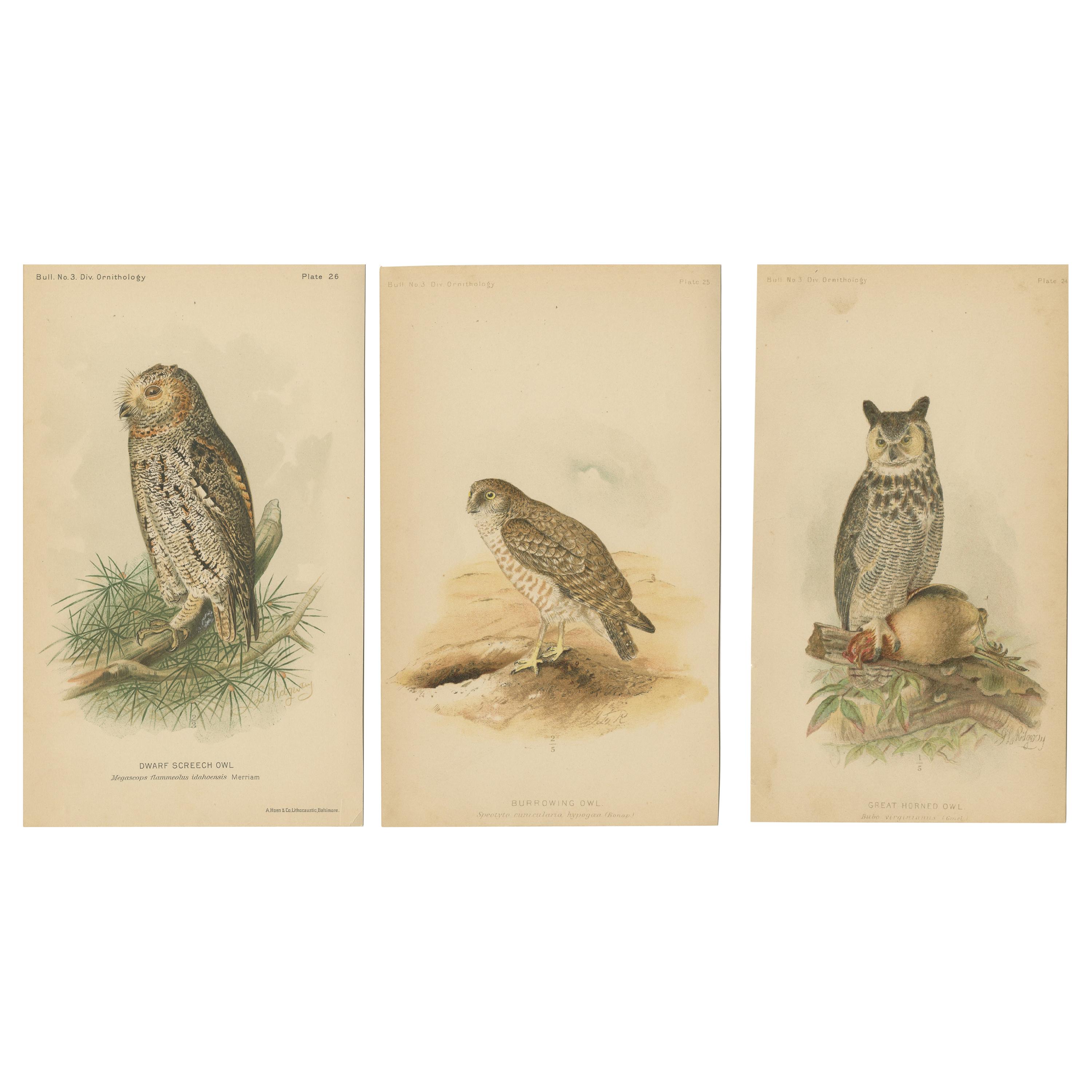 Set of 3 Antique Owl Prints Dwarf Screech Owl, Burrowing Owl, Great Horned Owl For Sale