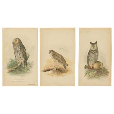 Owl Woodblock by Clifton Karhu at 1stDibs