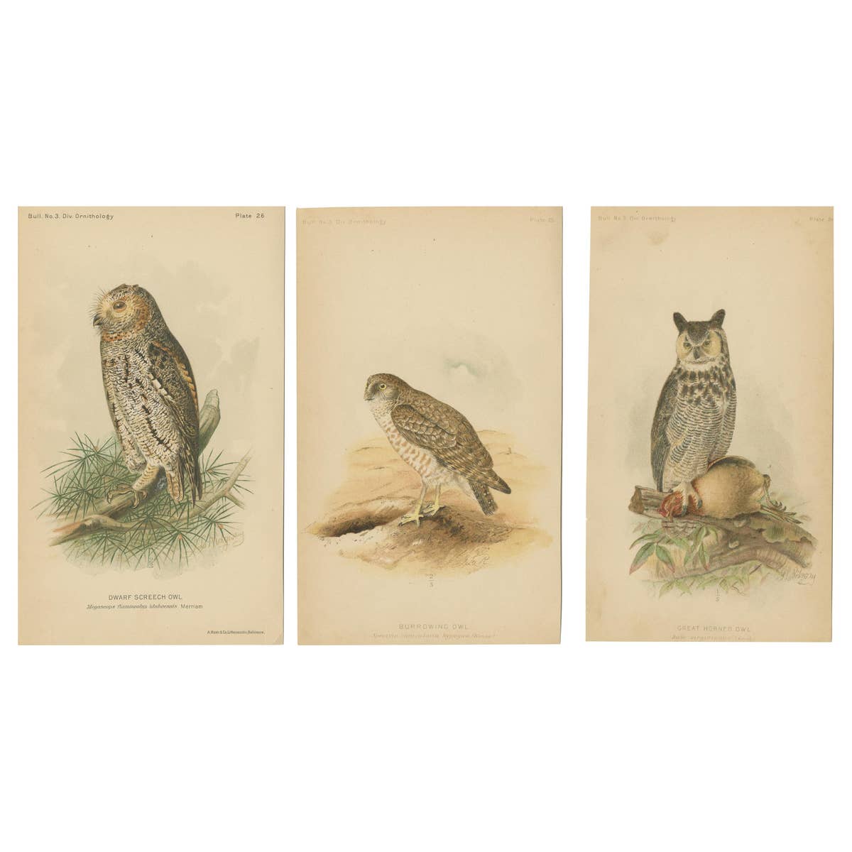 Set of 3 Antique Owl Prints: Dwarf Screech, Burrowing and Great Horned Owl, 1893