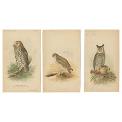 Lot de 3 gravures anciennes de chouettes Petit-duc nain, Chevêche des terriers, Grand-duc d'Europe