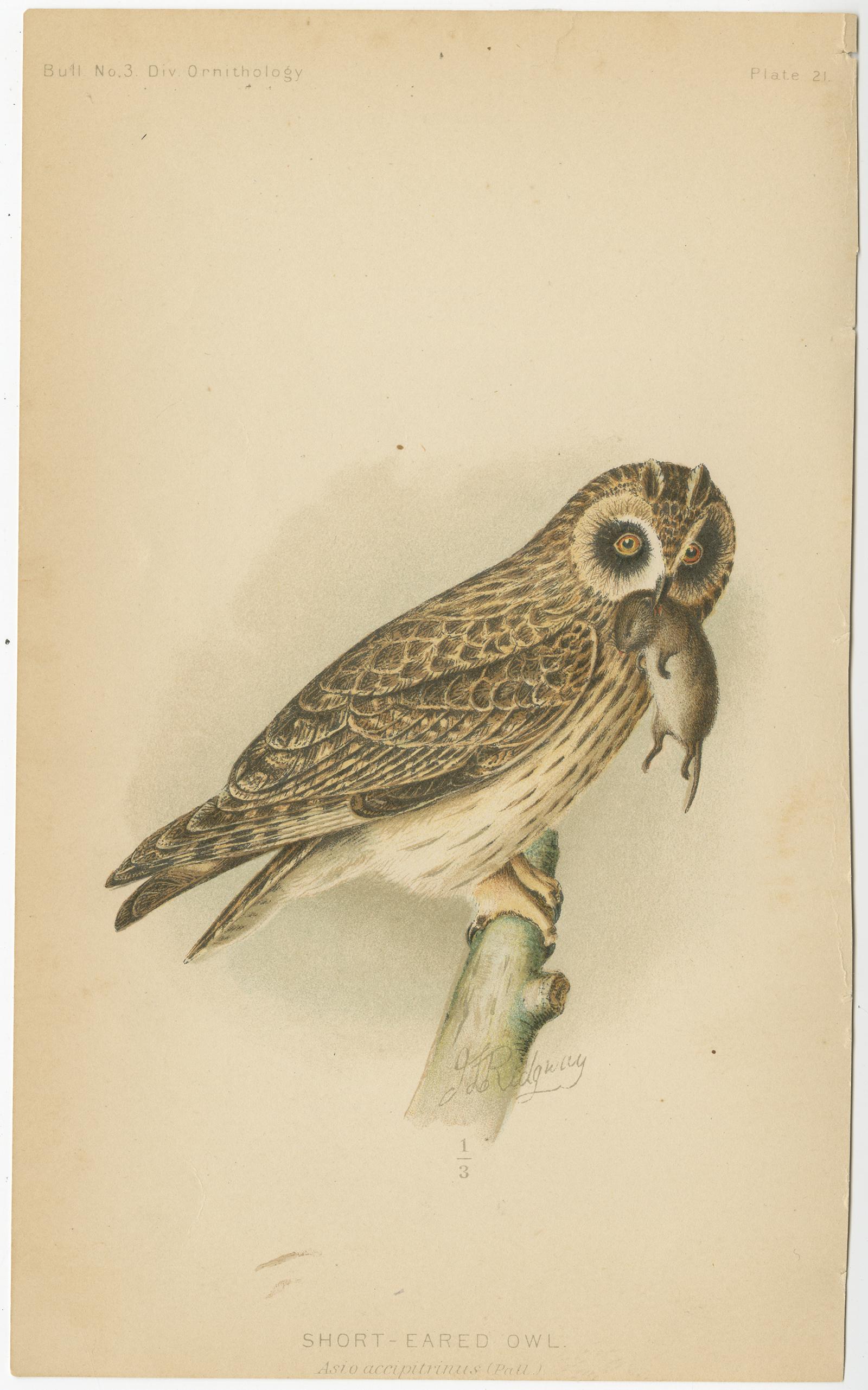 Set of three antique bird print titled 'Short-Eared Owl - Barn Owl - Barred Owl'. These prints originate from 'The Hawks and Owls of the United States' by C. Hart Merriam and A. K. Fisher. Illustrated by John L. Ridgway.