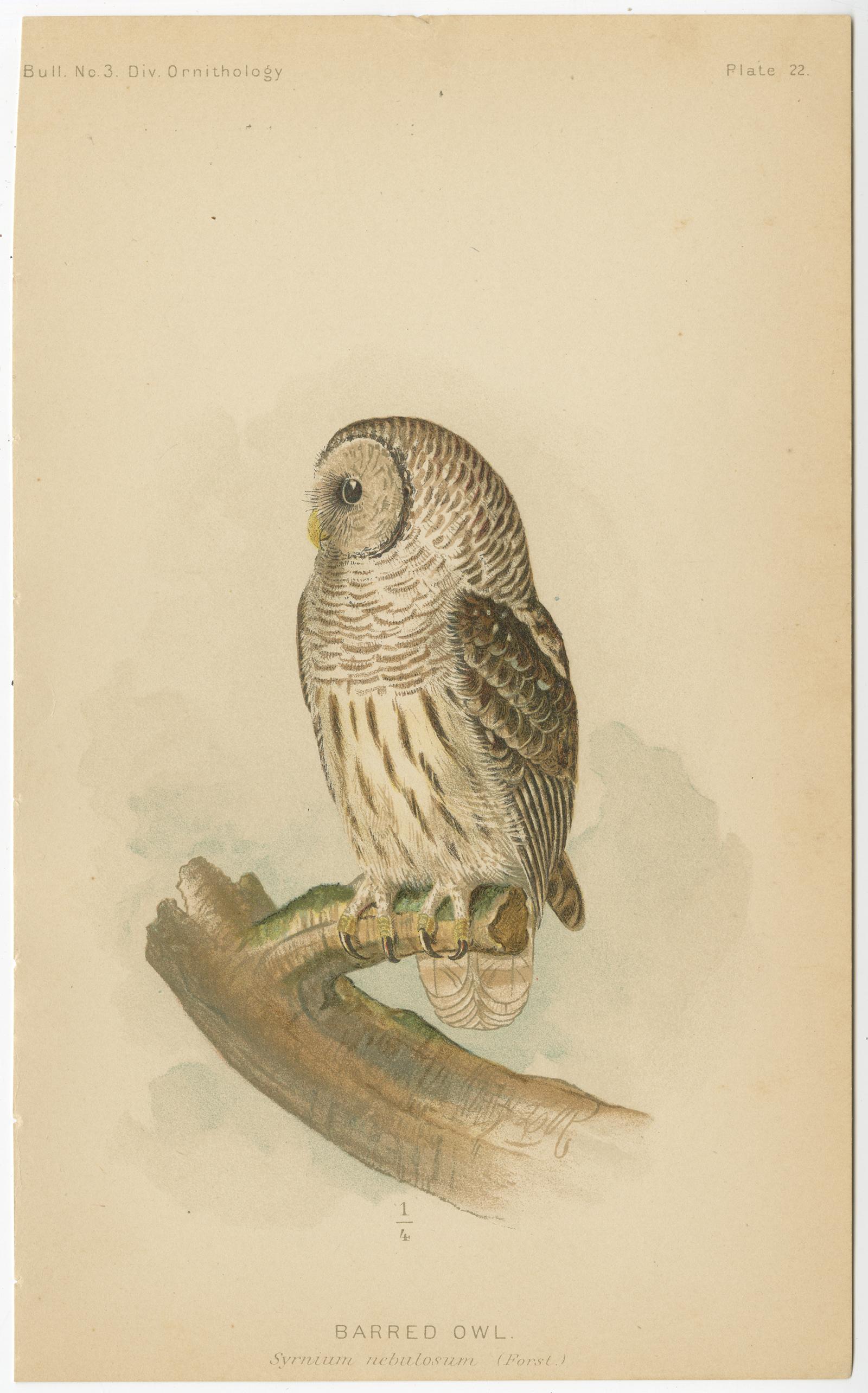 barn owl or barred owl