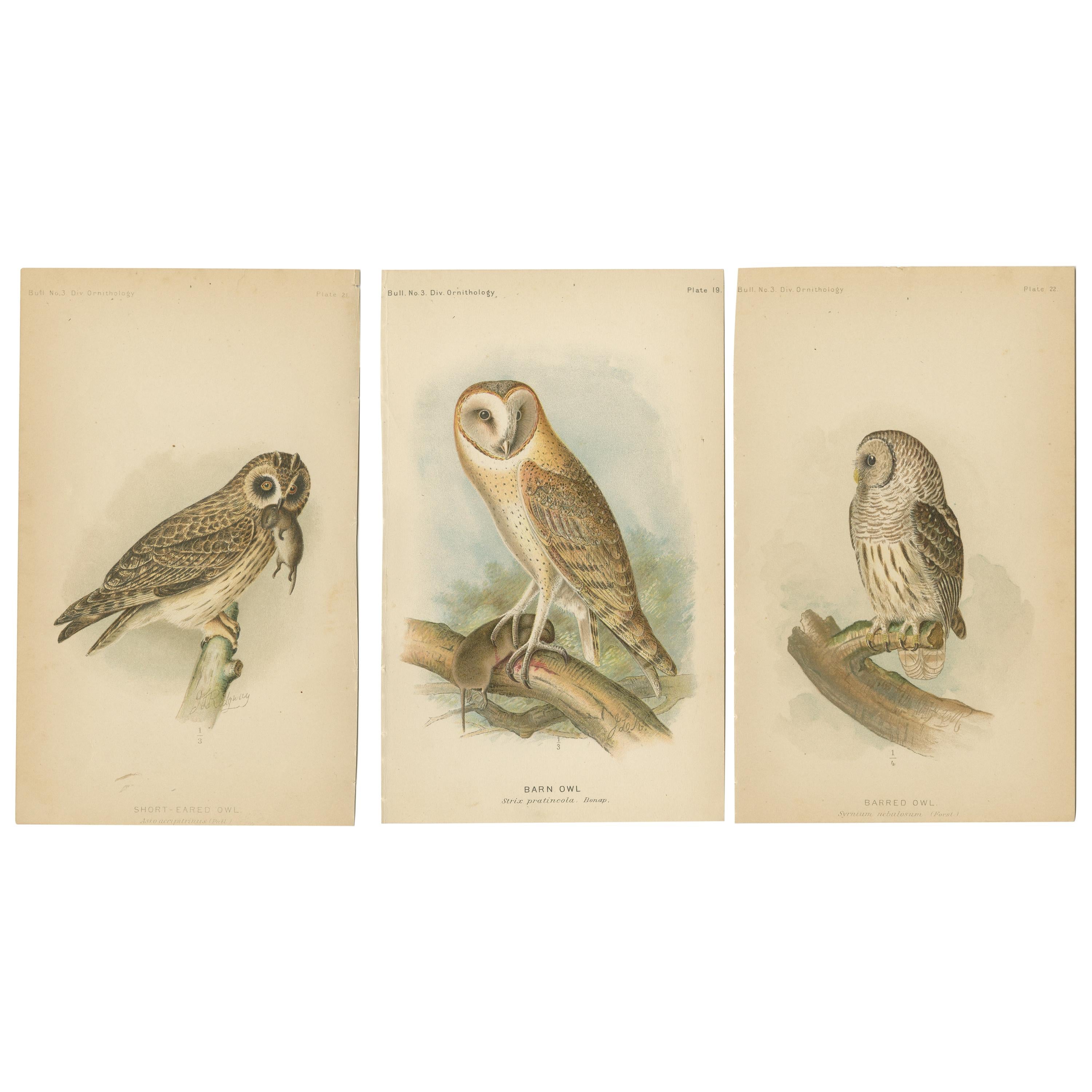 Set of 3 Antique Owl Prints Short-Eared Owl - Barn Owl - Barred Owl (1893)