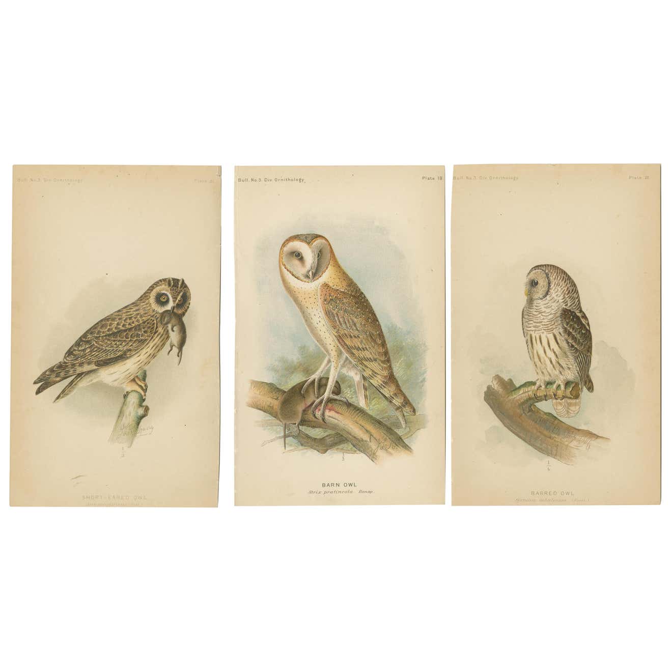 Set of 3 Antique Owl Prints Short-Eared Owl - Barn Owl - Barred Owl ...