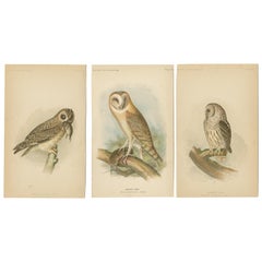 Ensemble de 3 estampes de hiboux antiques à manches courtes - Hibou de grange - Hibou en baril (1893)