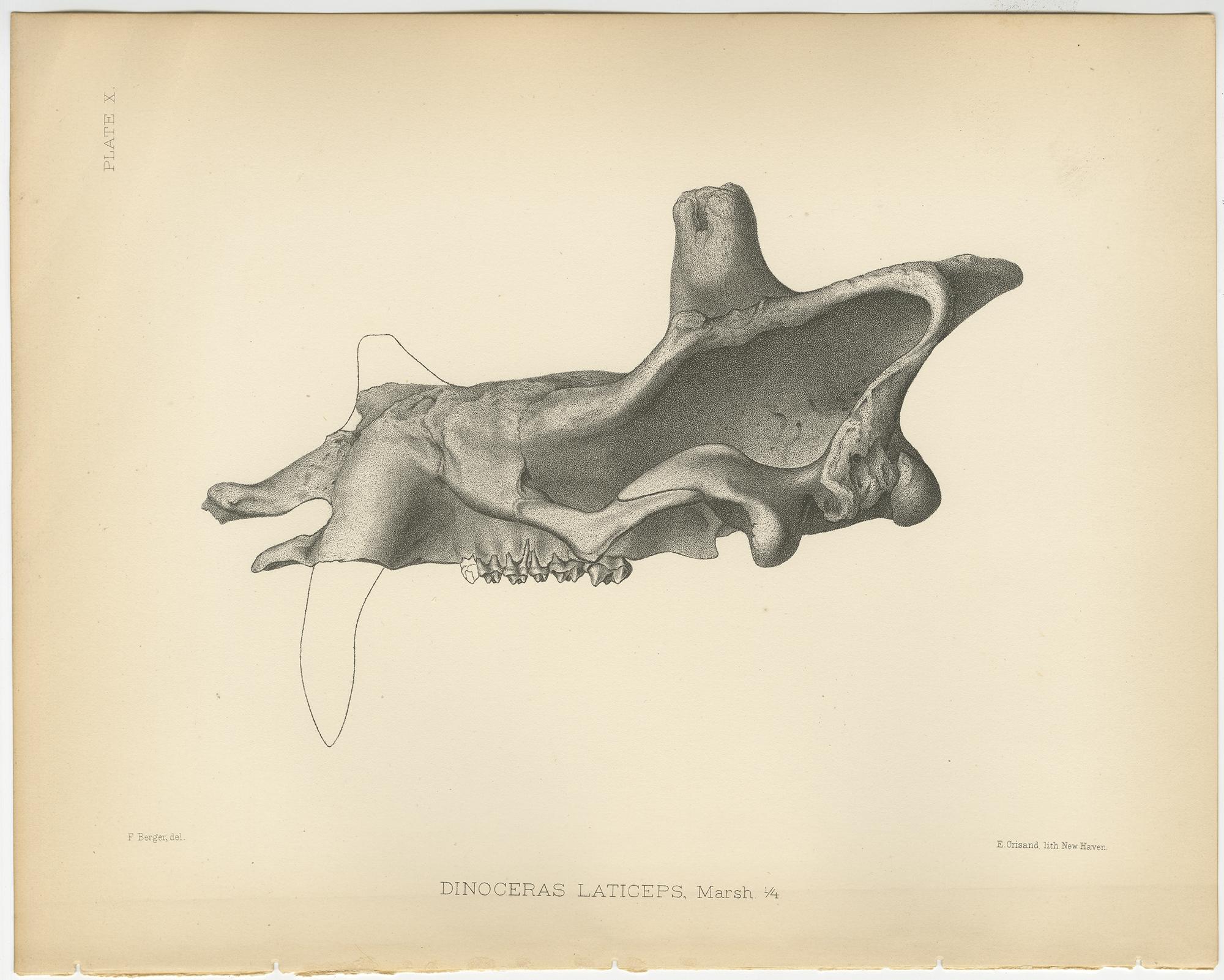 Set of three antique prints titled 'Dinoceras Laticeps'. Original lithograph of the skull of a Dinoceras Laticeps, a large extinct mammal. This print originates from volume 10 of 'Monographs of the United States Geological Survey' by Othniel Charles