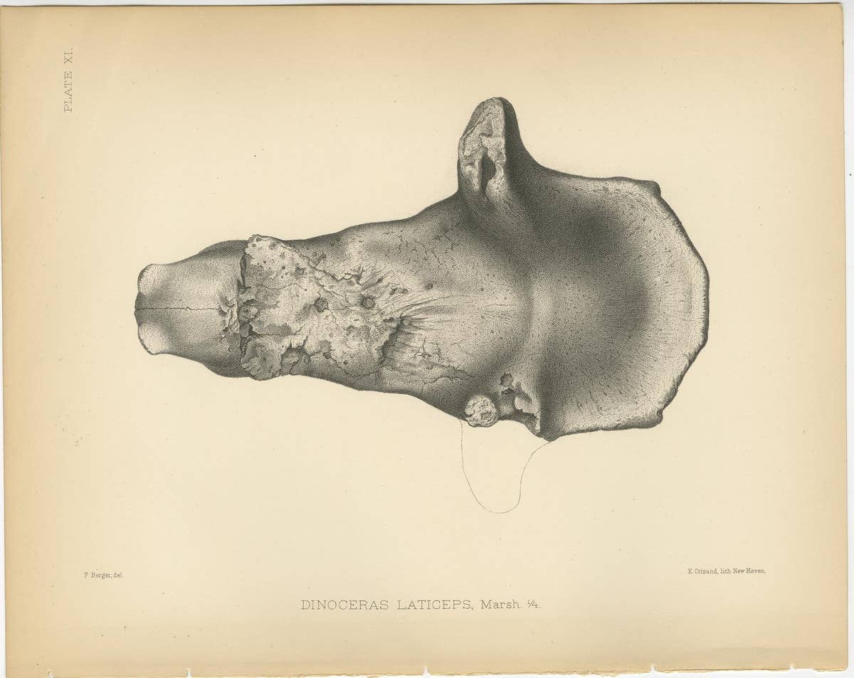 Set of 3 Antique Paleontology Prints of a Dinoceras Laticeps by Marsh, 1886