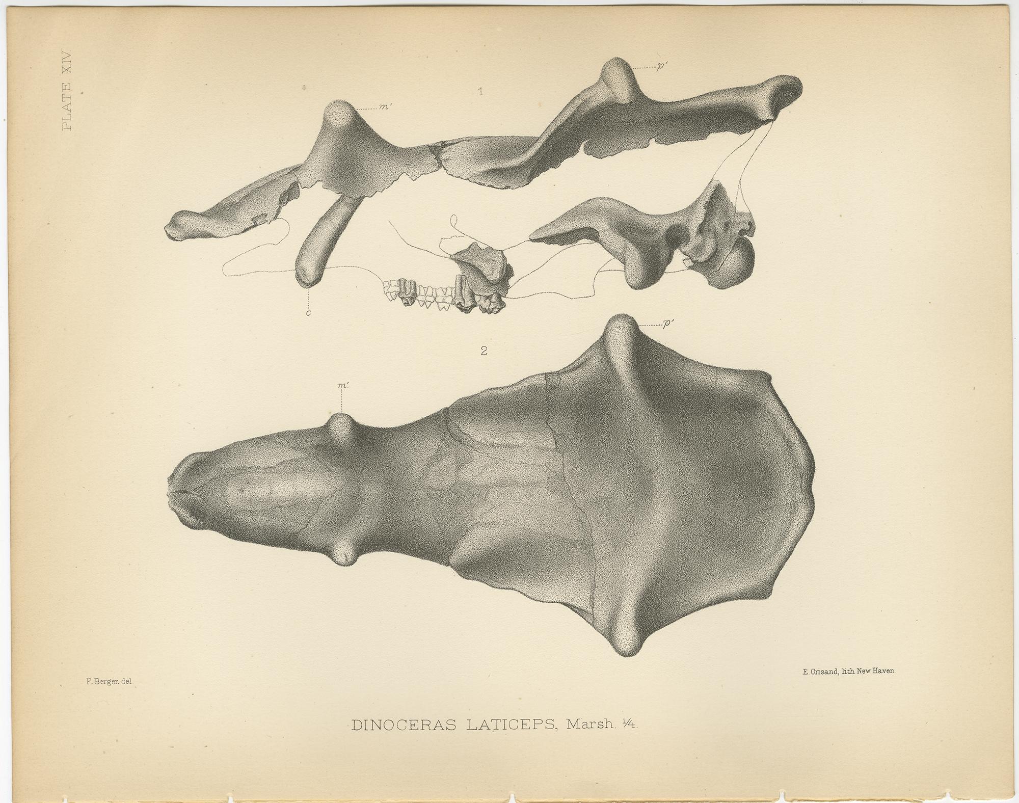 19th Century Set of 3 Antique Paleontology Prints of a Dinoceras Laticeps by Marsh, 1886 For Sale