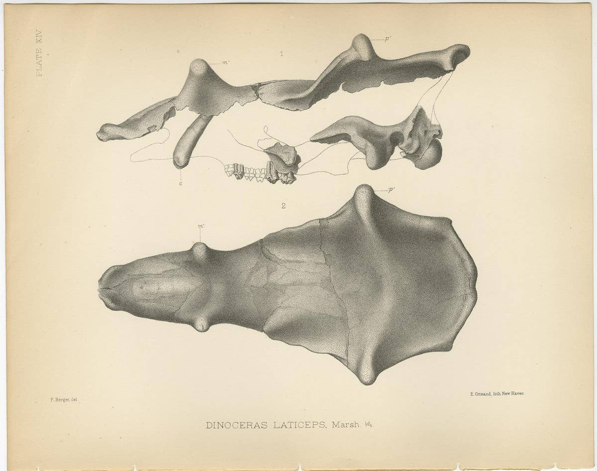 Set of 3 Antique Paleontology Prints of a Dinoceras Laticeps by Marsh, 1886