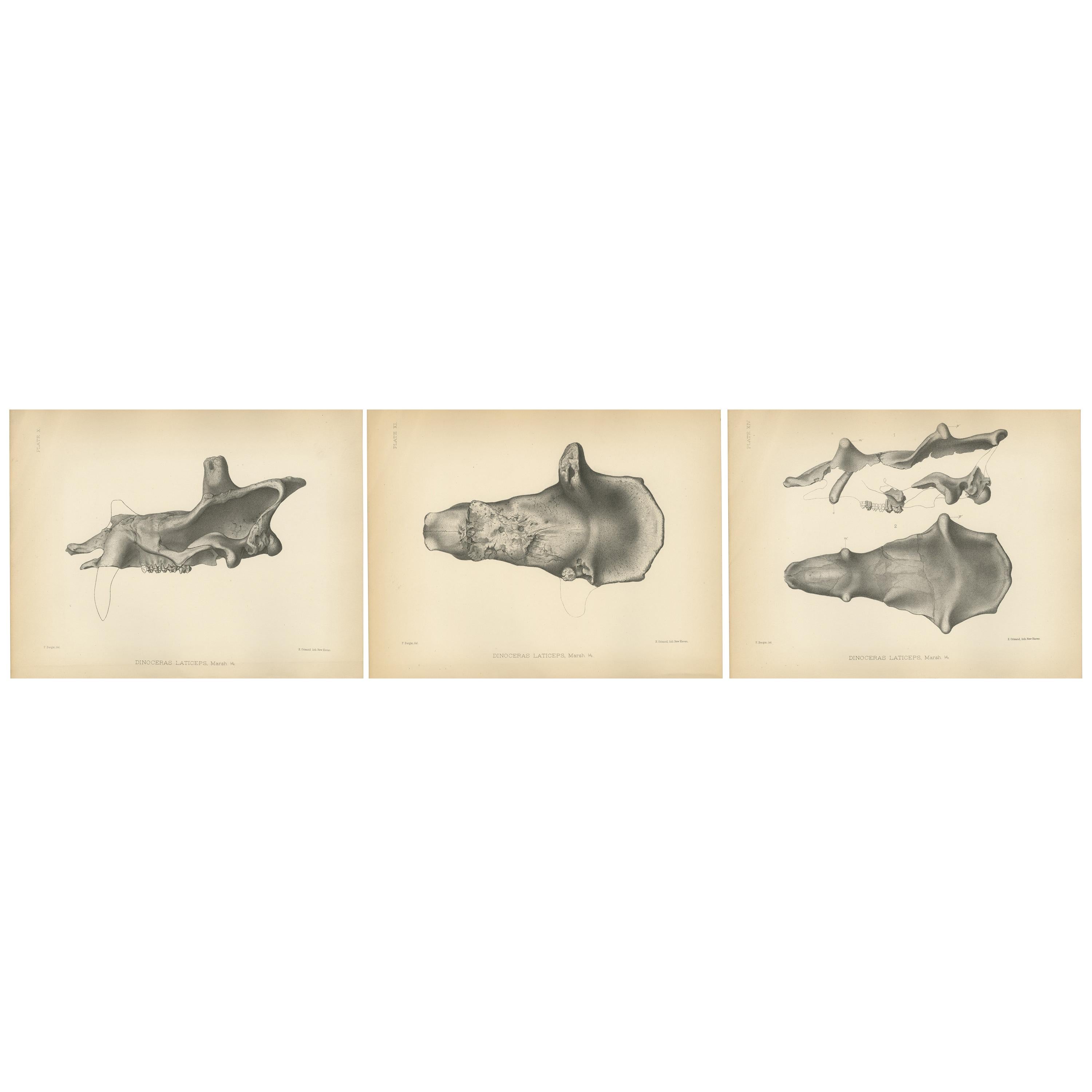 Set of 3 Antique Paleontology Prints of a Dinoceras Laticeps by Marsh, 1886 For Sale