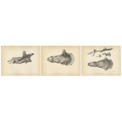 Set of 3 Antique Paleontology Prints of a Dinoceras Laticeps by Marsh, 1886