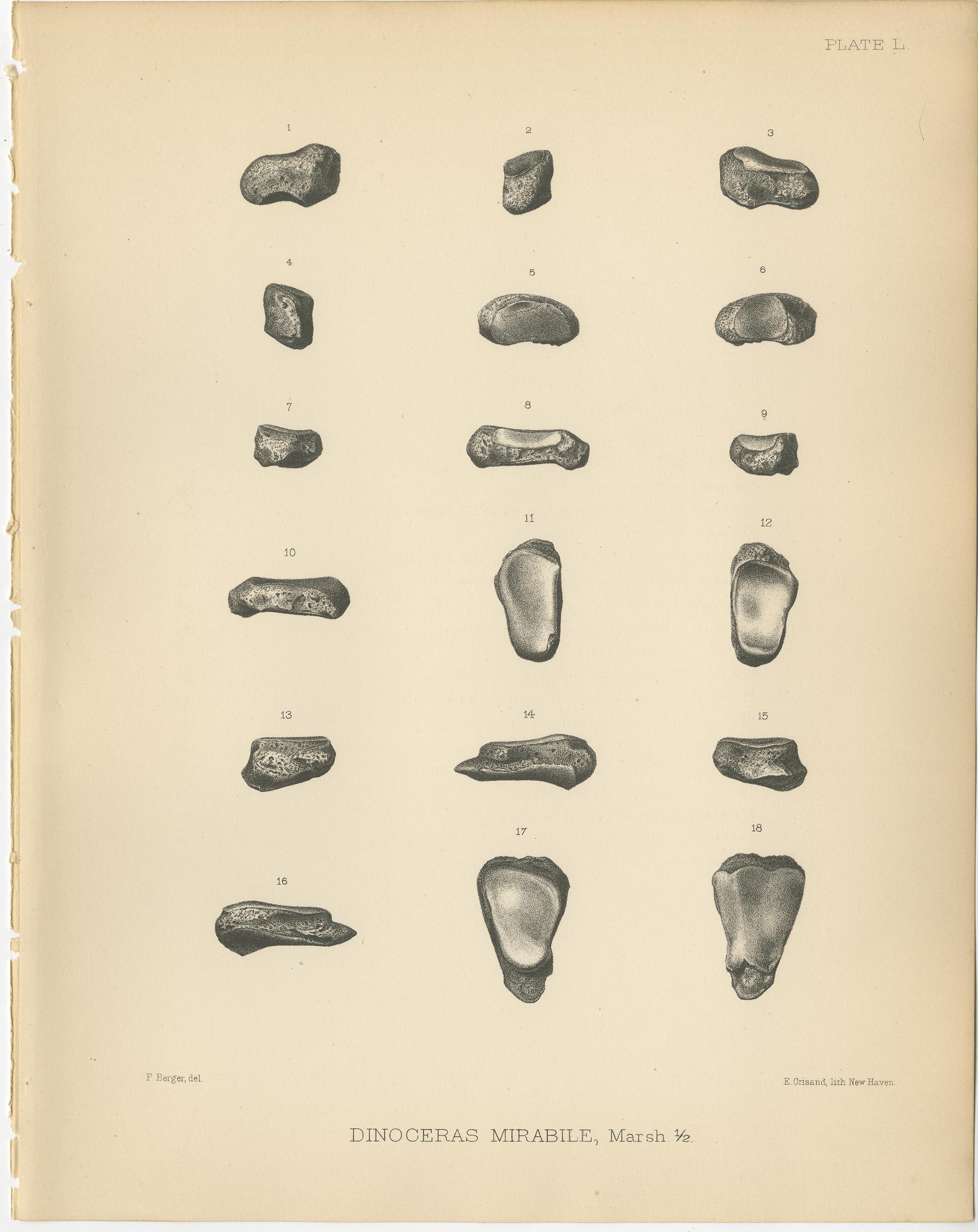 Set of three antique prints titled 'Dinoceras Mirabile'. Original lithograph of the tarsal bones and metatarsals of a Dinoceras Mirabile, an extinct genus of herbivorous mammal. This print originates from volume 10 of 'Monographs of the United