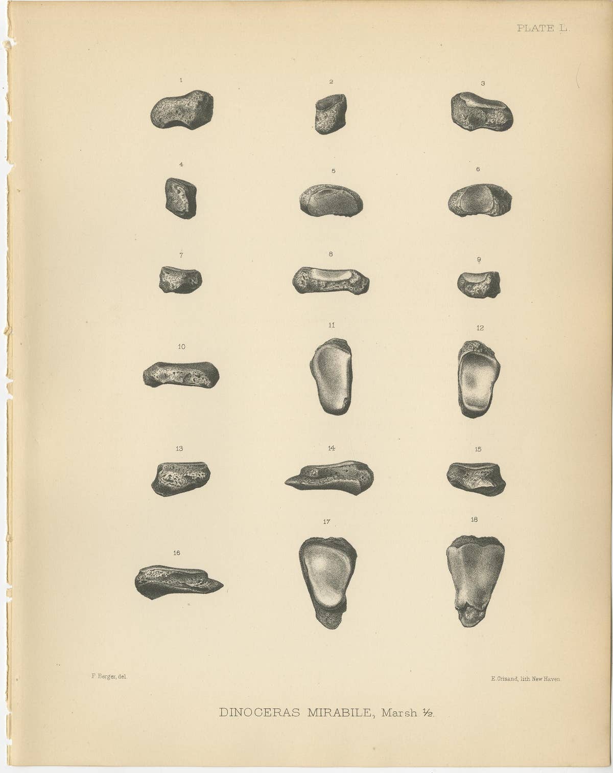 Set of 3 Antique Paleontology Prints of a Dinoceras Mirabile by Marsh, 1886
