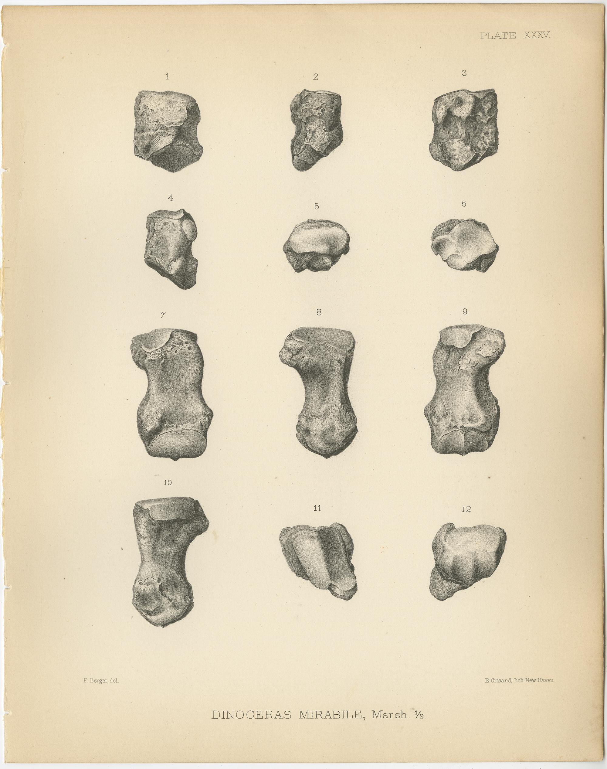 Set of three antique prints titled 'Dinoceras Mirabile'. Original lithograph of the metacarpals of a Dinoceras Mirabile, an extinct genus of herbivorous mammal. This print originates from volume 10 of 'Monographs of the United States Geological