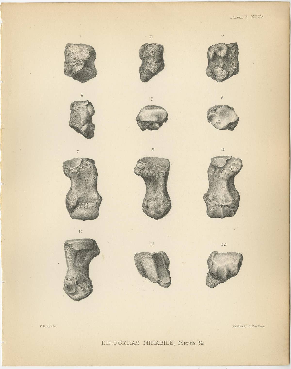 Set of 3 Antique Paleontology Prints of a Dinoceras Mirabile by Marsh '1886'