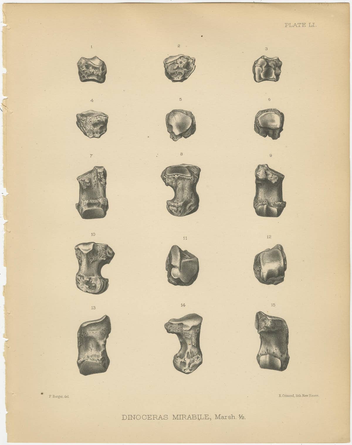 Set of 3 Antique Paleontology Prints of a Dinoceras Mirabile by Marsh, 1886