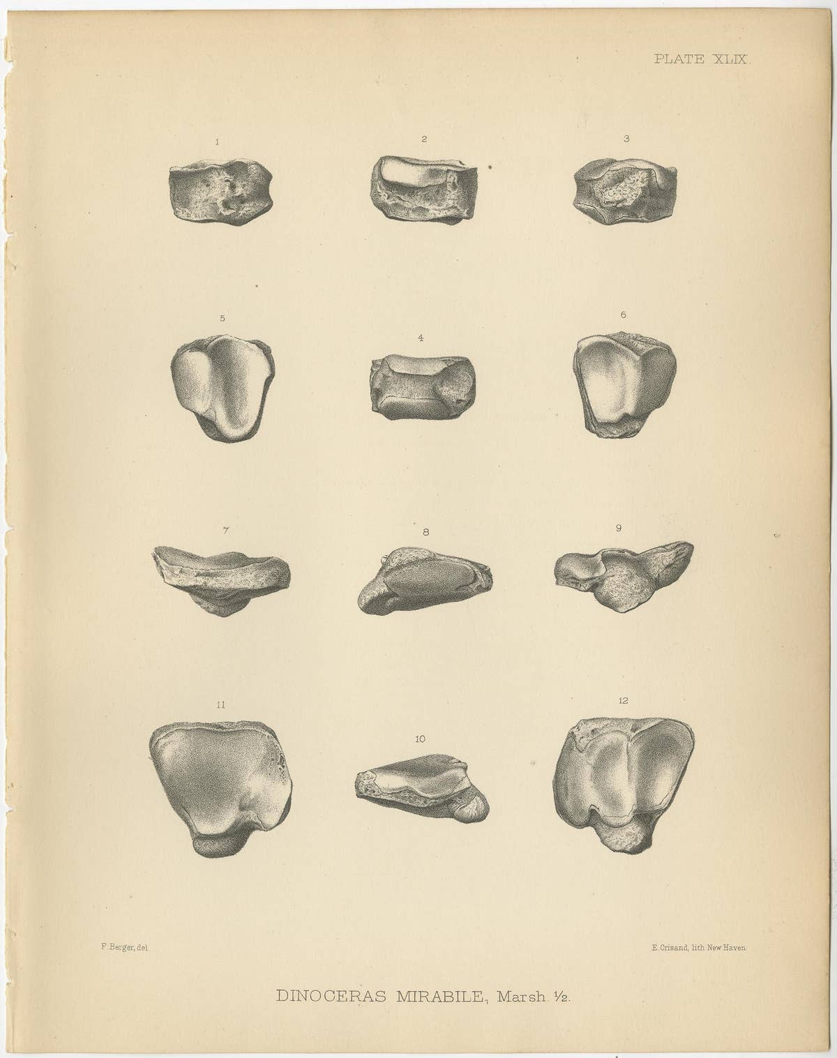 Set of 3 Antique Paleontology Prints of a Dinoceras Mirabile by Marsh '1886'
