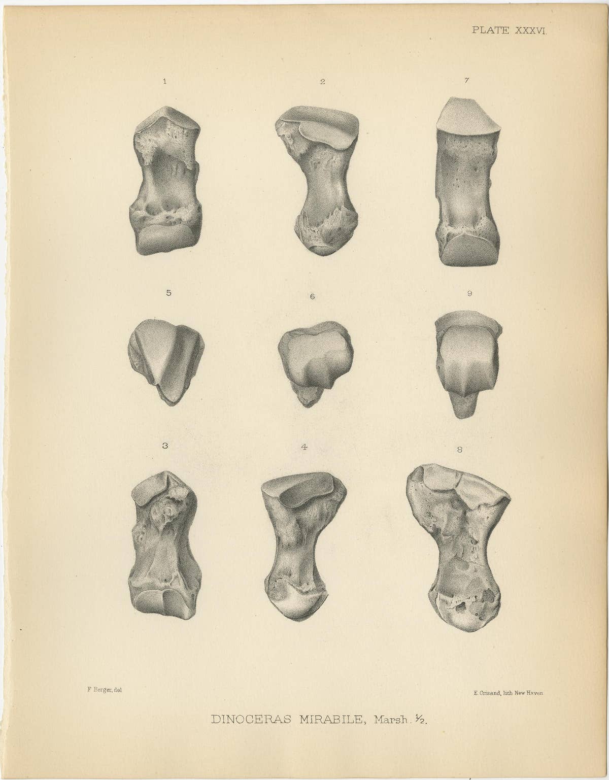 Set of 3 Antique Paleontology Prints of a Dinoceras Mirabile by Marsh '1886'