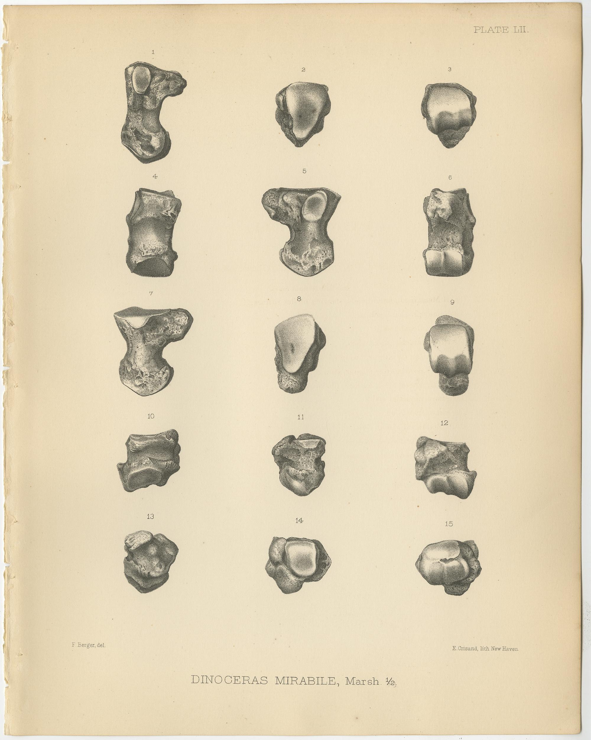 19th Century Set of 3 Antique Paleontology Prints of a Dinoceras Mirabile by Marsh, 1886 For Sale