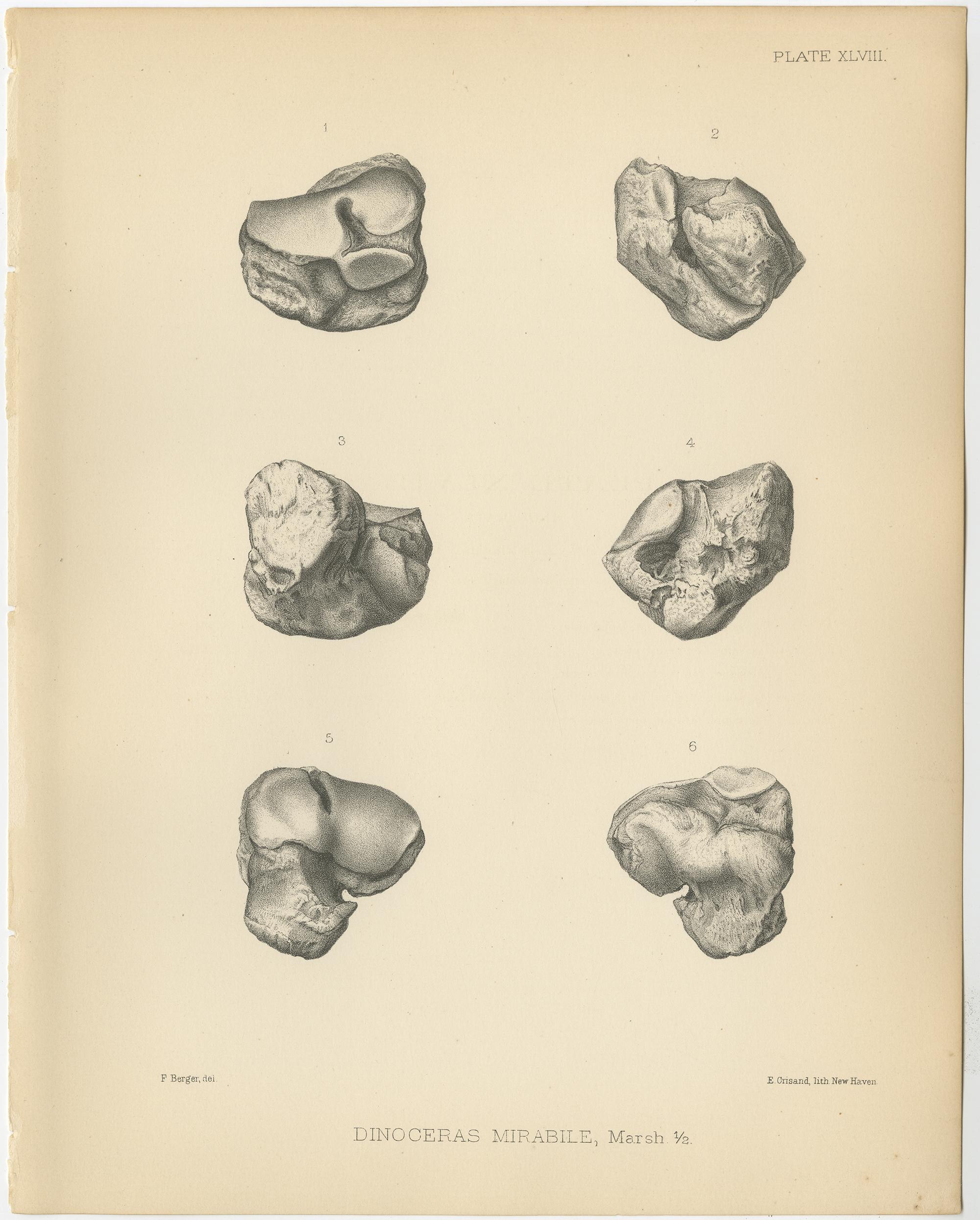 19th Century Set of 3 Antique Paleontology Prints of a Dinoceras Mirabile by Marsh '1886' For Sale