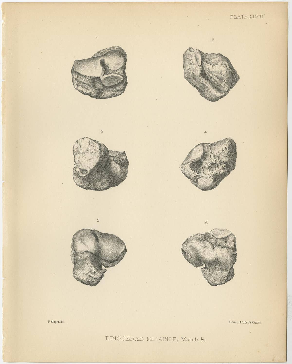 Set of 3 Antique Paleontology Prints of a Dinoceras Mirabile by Marsh '1886'