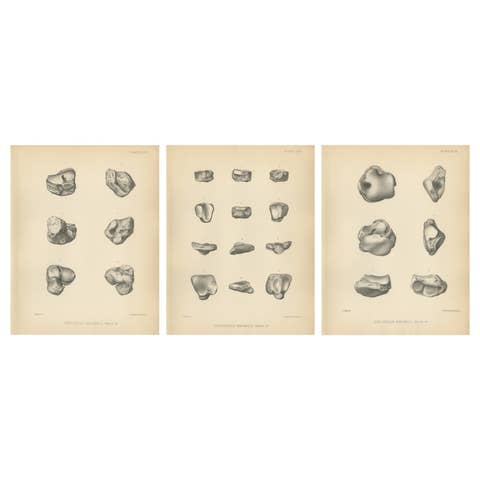 Set of 3 Antique Paleontology Prints of a Dinoceras Mirabile by Marsh '1886'
