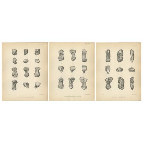 Set of 3 Antique Paleontology Prints of a Dinoceras Mirabile by Marsh '1886'