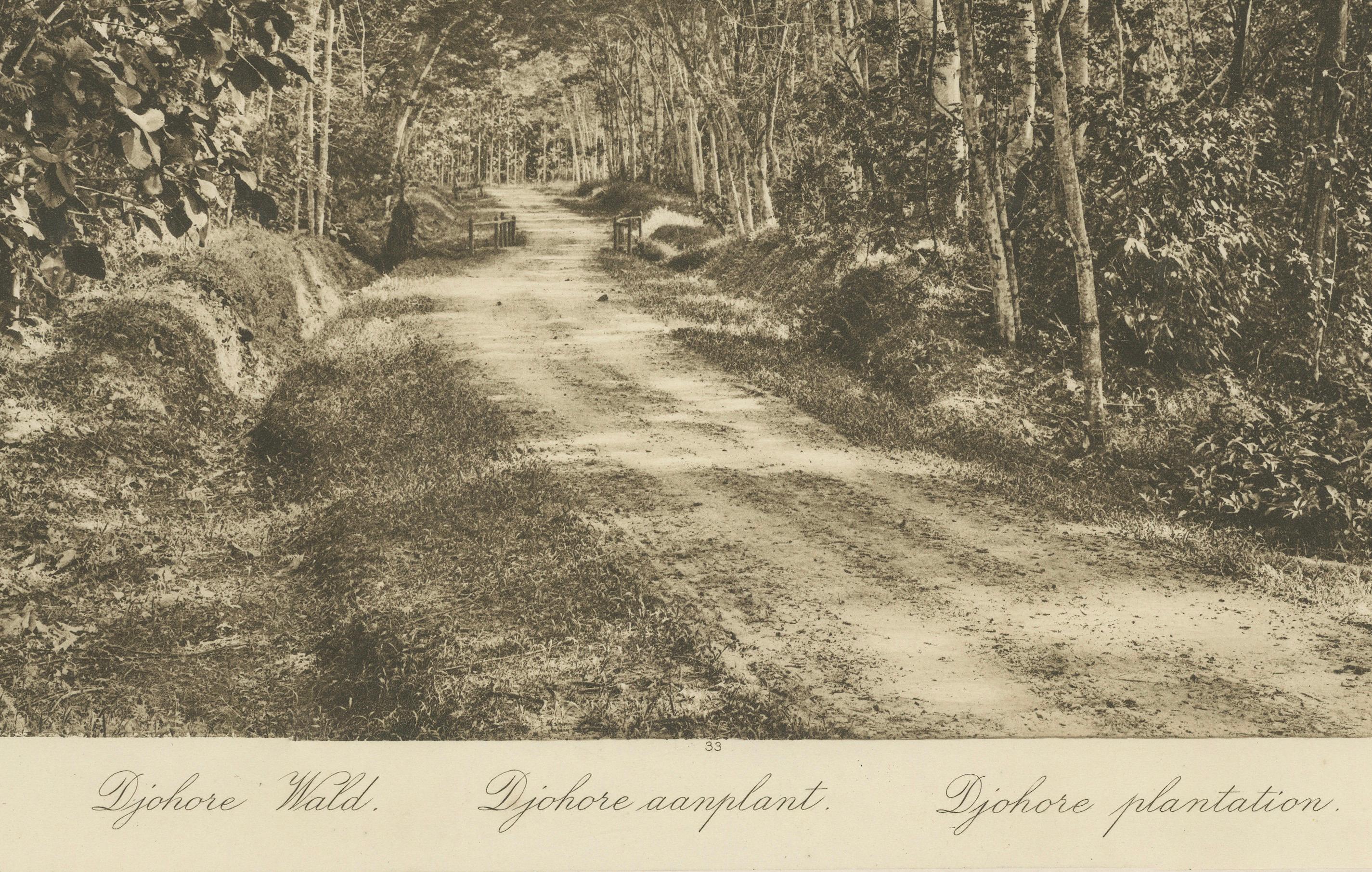 Satz von 3 antiken Fotogravuren von Sumatra-Plantagen - Deli, Region Medan, 1900 im Angebot 5