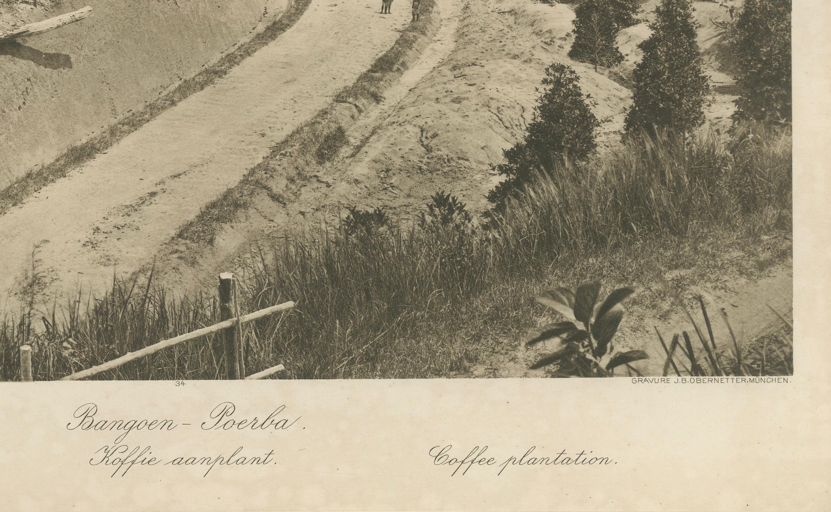 Satz von 3 antiken Fotogravuren von Sumatra-Plantagen - Deli, Region Medan, 1900 (Papier) im Angebot