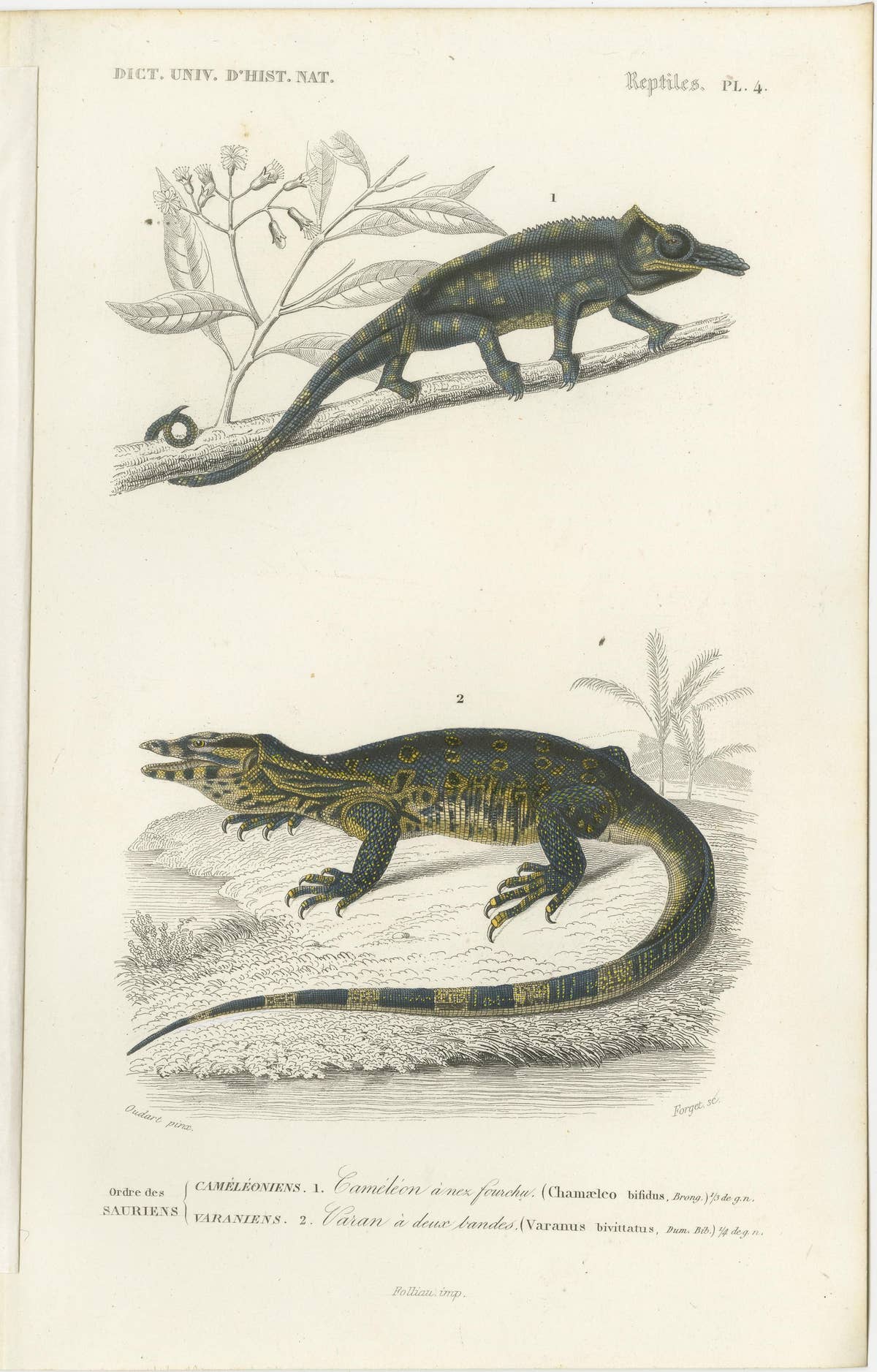 Set of 3 Antique Prints of a Chameleon and Other Reptiles