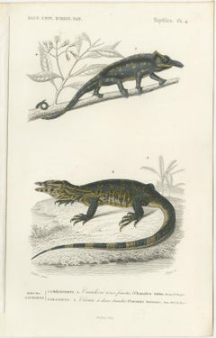 Set of 3 Antique Prints of a Chameleon and Other Reptiles