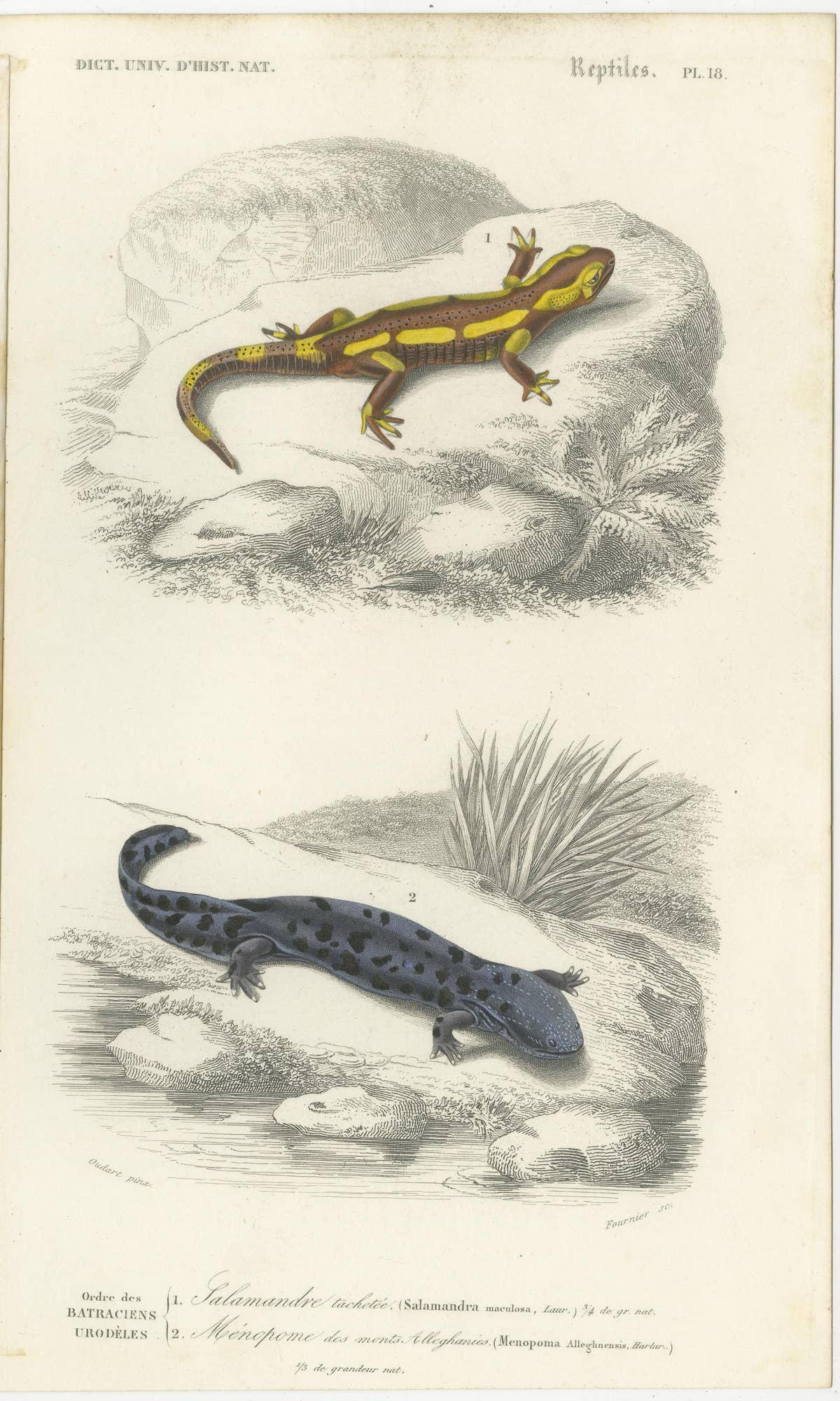 Set of 3 Antique Prints of a Chameleon and Other Reptiles
