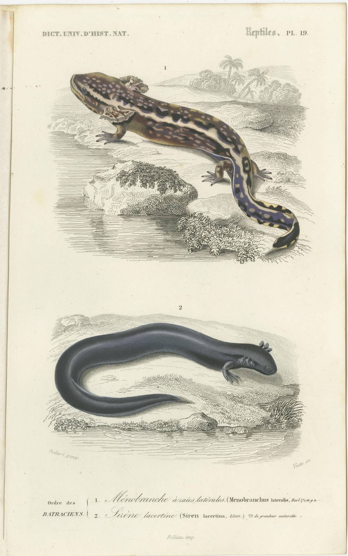 Set of 3 Antique Prints of a Chameleon and Other Reptiles