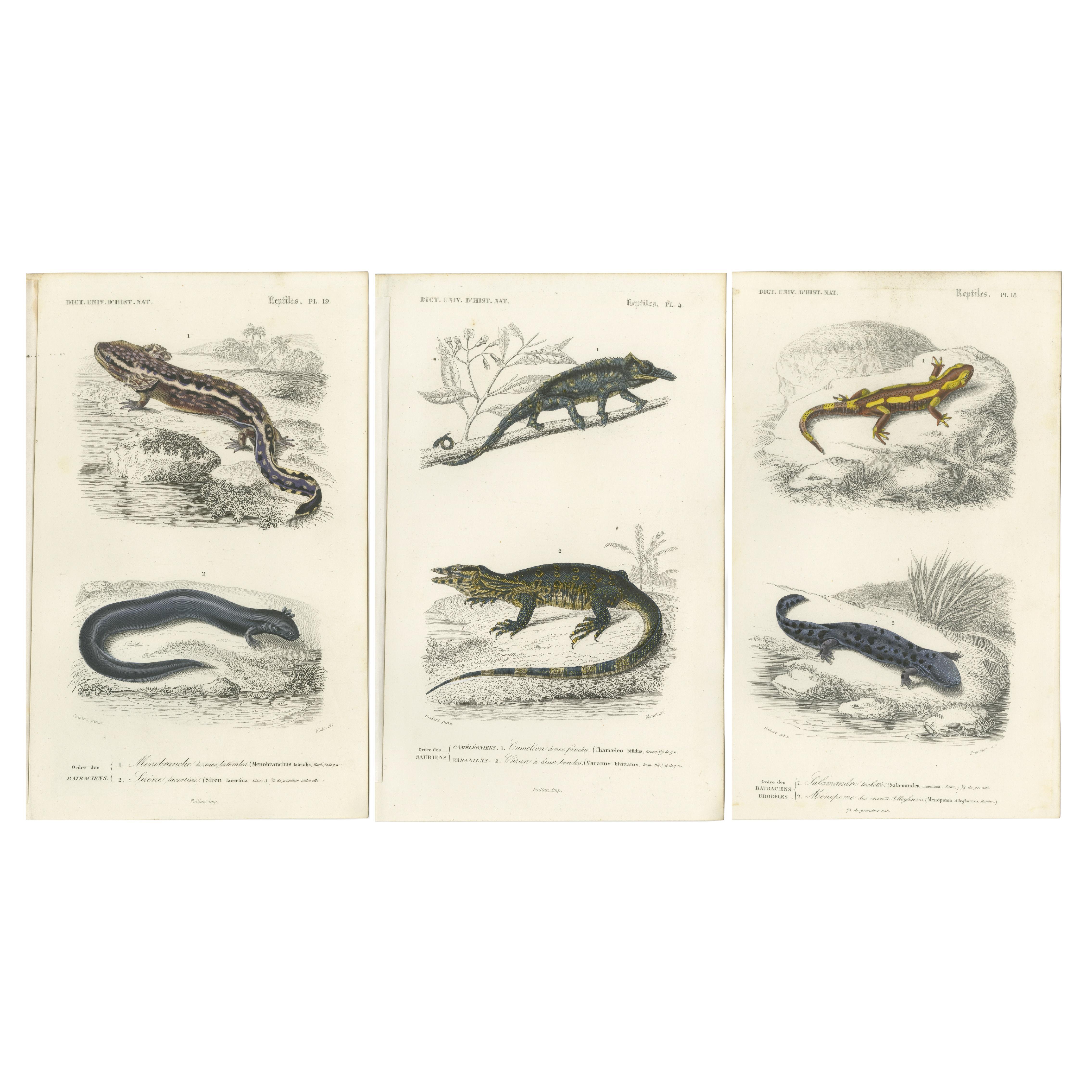 Ensemble de 3 estampes anciennes d'un Chameleon et d'autres reptiles