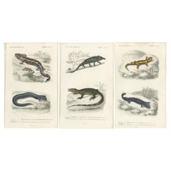 Set of 3 Antique Prints of a Chameleon and Other Reptiles