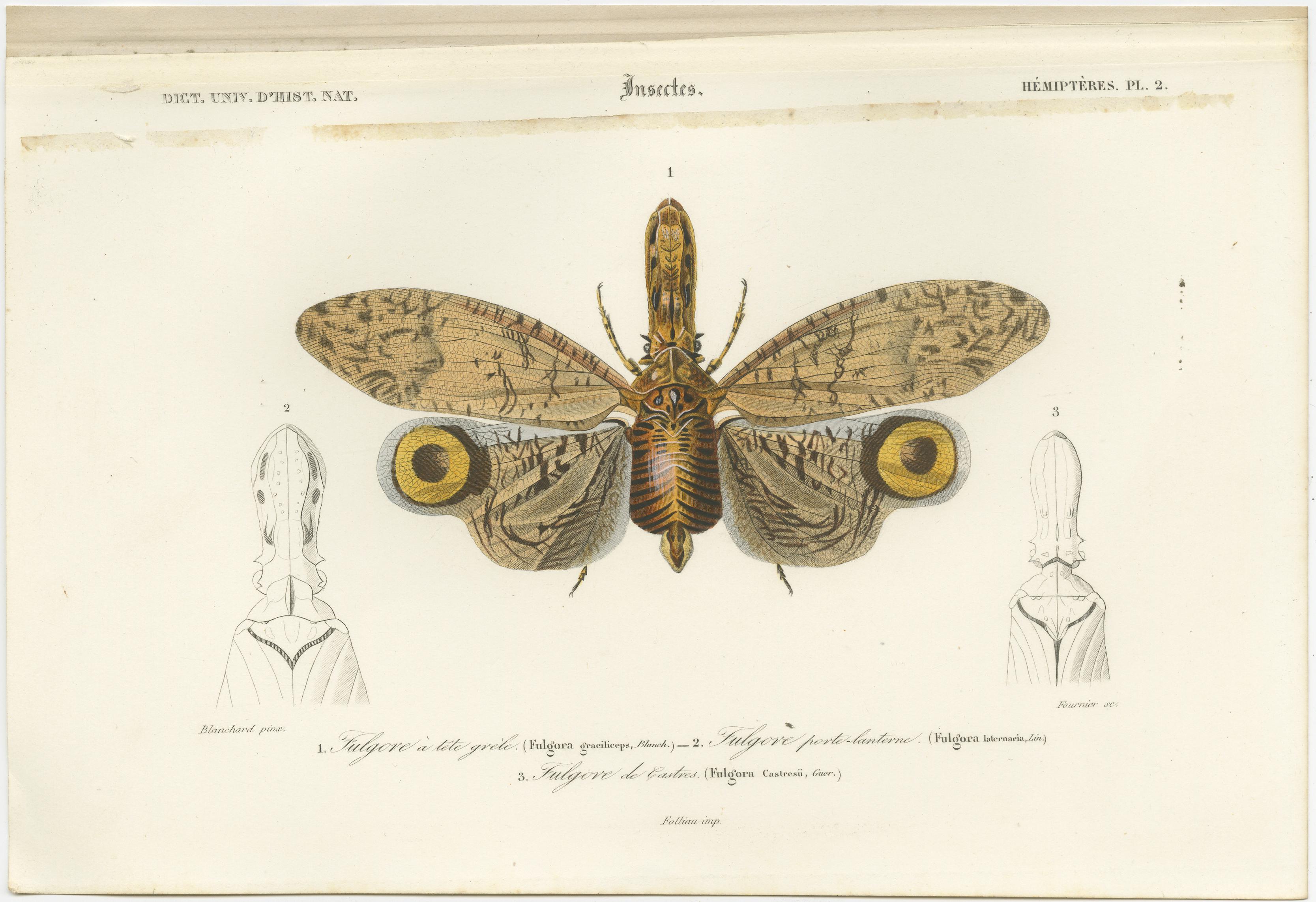 Set of 3 original antique prints of a lantern fly, cicada and the eastern dobsonfly. These prints originate from 'Dictionnaire universel d'Histoire Naturelle' by d'Orbigny. Published 1861. 

Charles Henry Dessalines d'Orbigny was a French botanist
