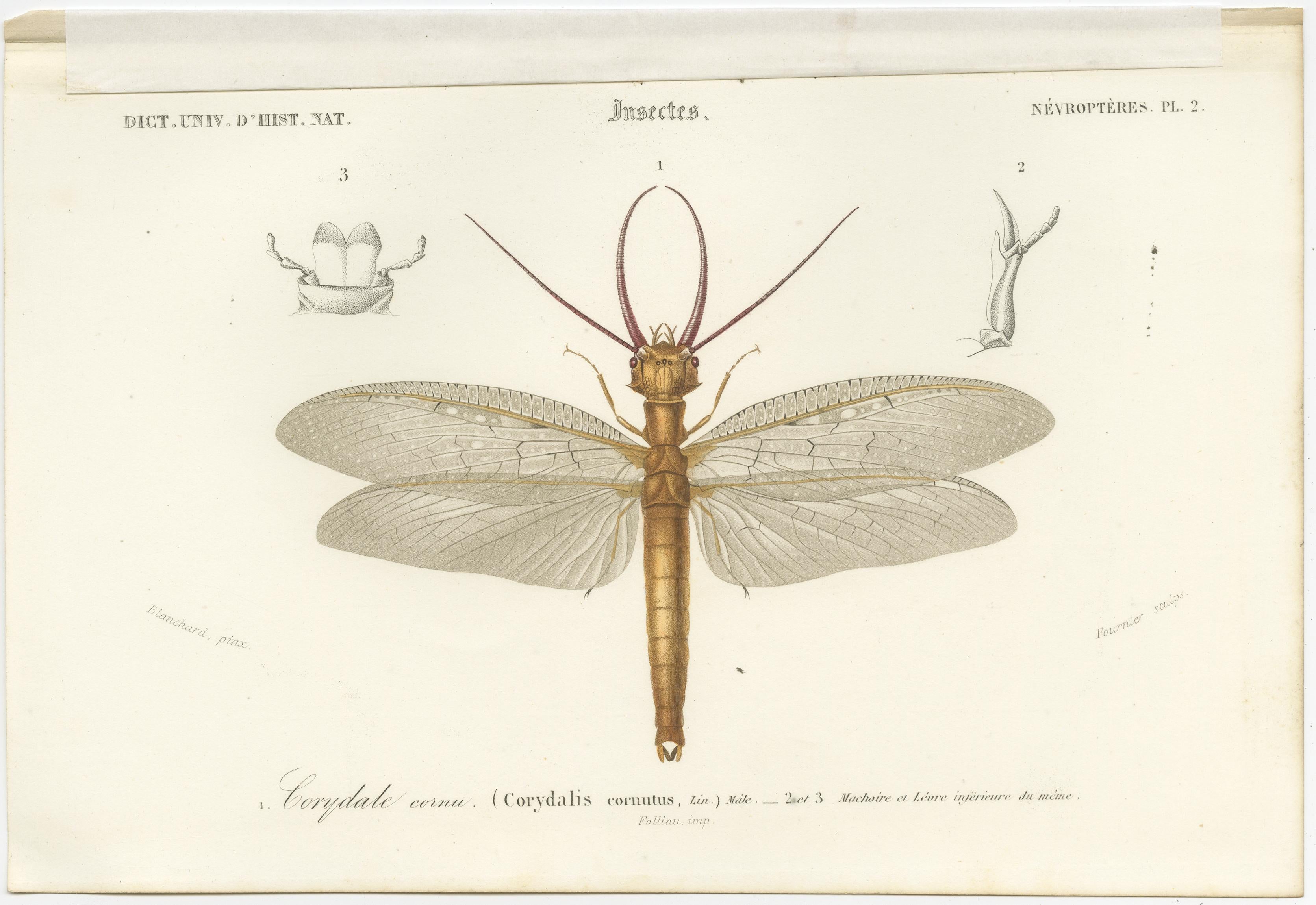 Set of 3 Antique Prints of a Lantern Fly, Cicada and the Eastern Dobsonfly In Good Condition For Sale In Langweer, NL