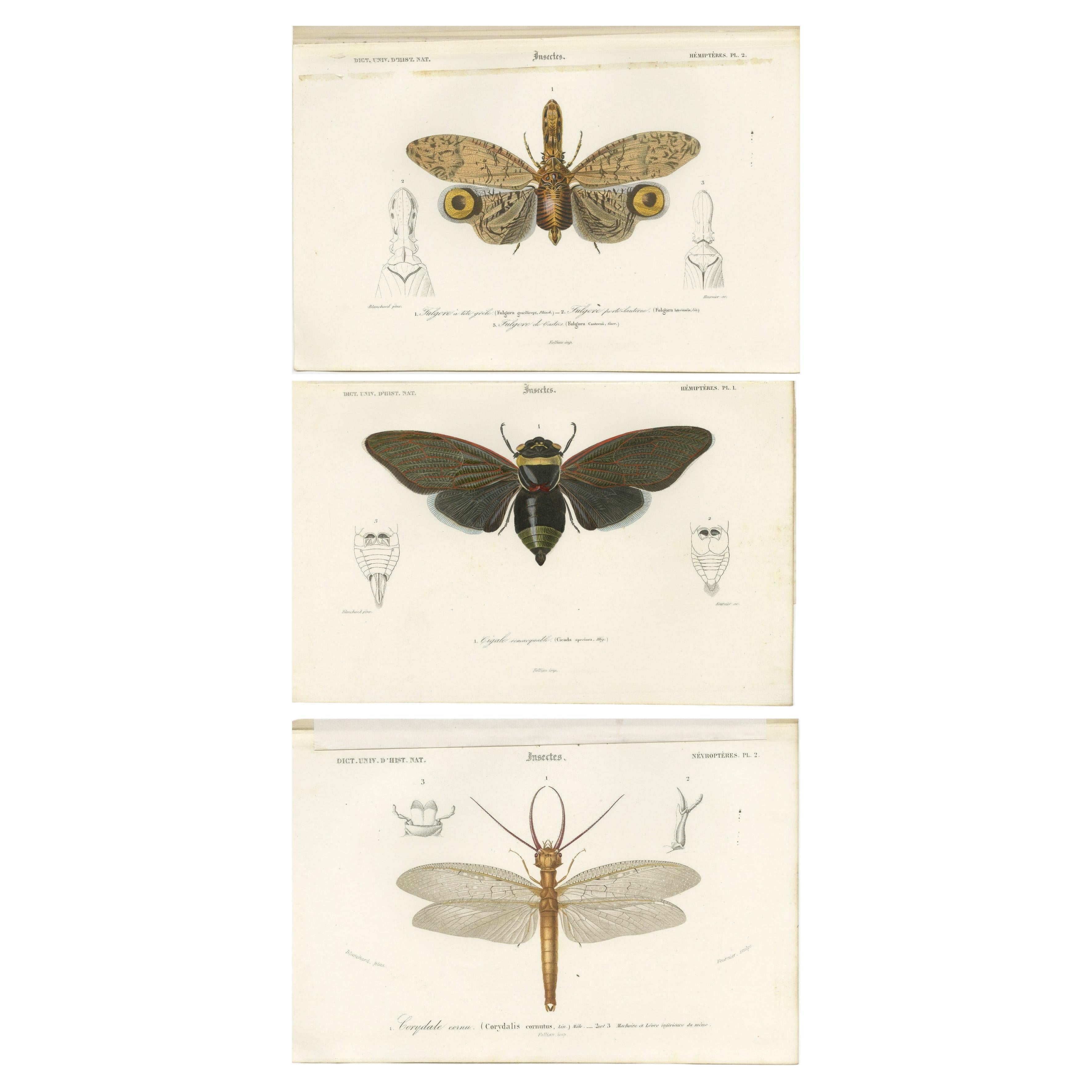 Set of 3 Antique Prints of a Lantern Fly, Cicada and the Eastern Dobsonfly For Sale