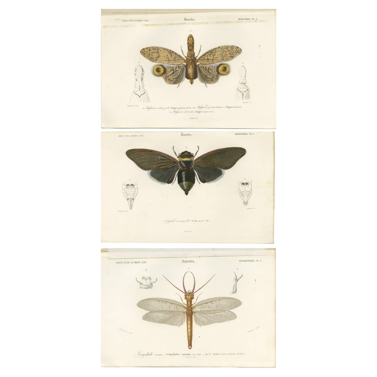 Set of 3 Antique Prints of a Lantern Fly, Cicada and the Eastern Dobsonfly