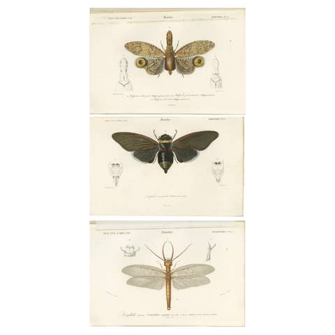 Set of 3 Antique Prints of a Lantern Fly, Cicada and the Eastern Dobsonfly