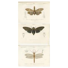 Set of 3 Antique Prints of a Lantern Fly, Cicada and the Eastern Dobsonfly