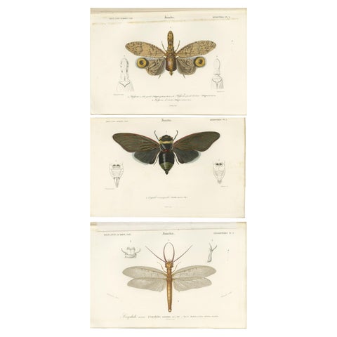 Set of 3 Antique Prints of a Lantern Fly, Cicada and the Eastern Dobsonfly