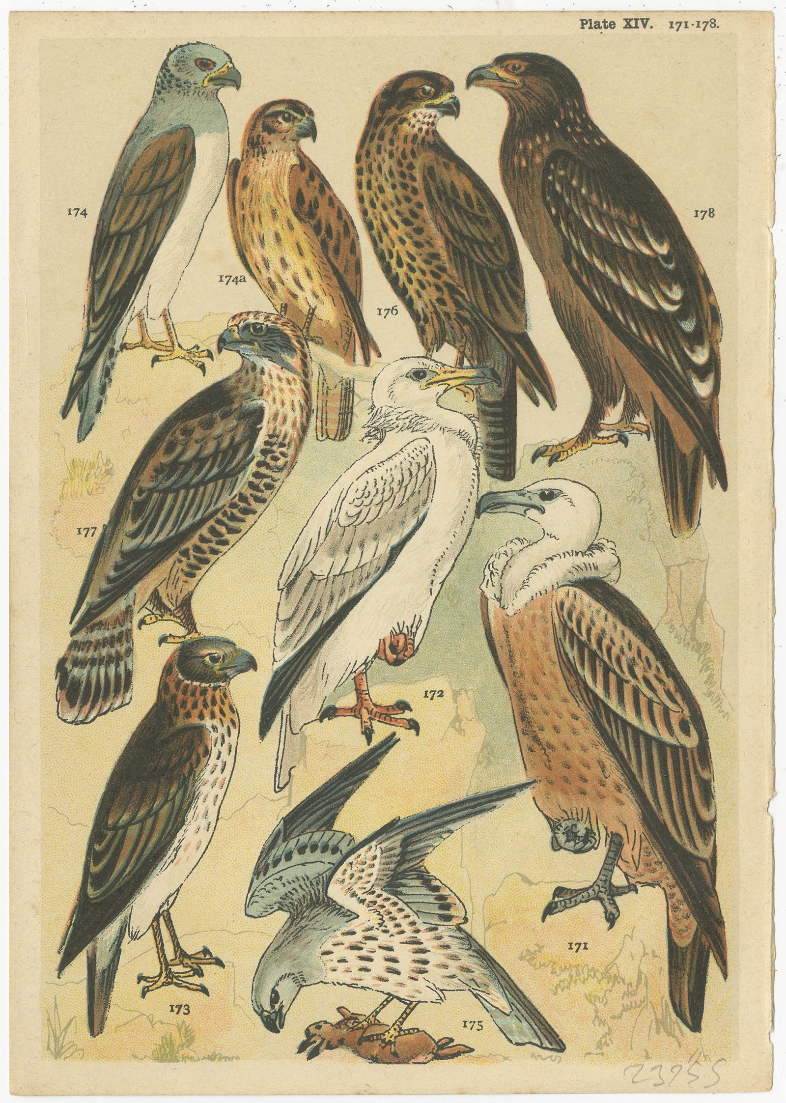 Set of 3 antique prints depicting various birds of prey. These prints originate from the series 'Our Country's' by W. J. Gordon, published circa 1900.