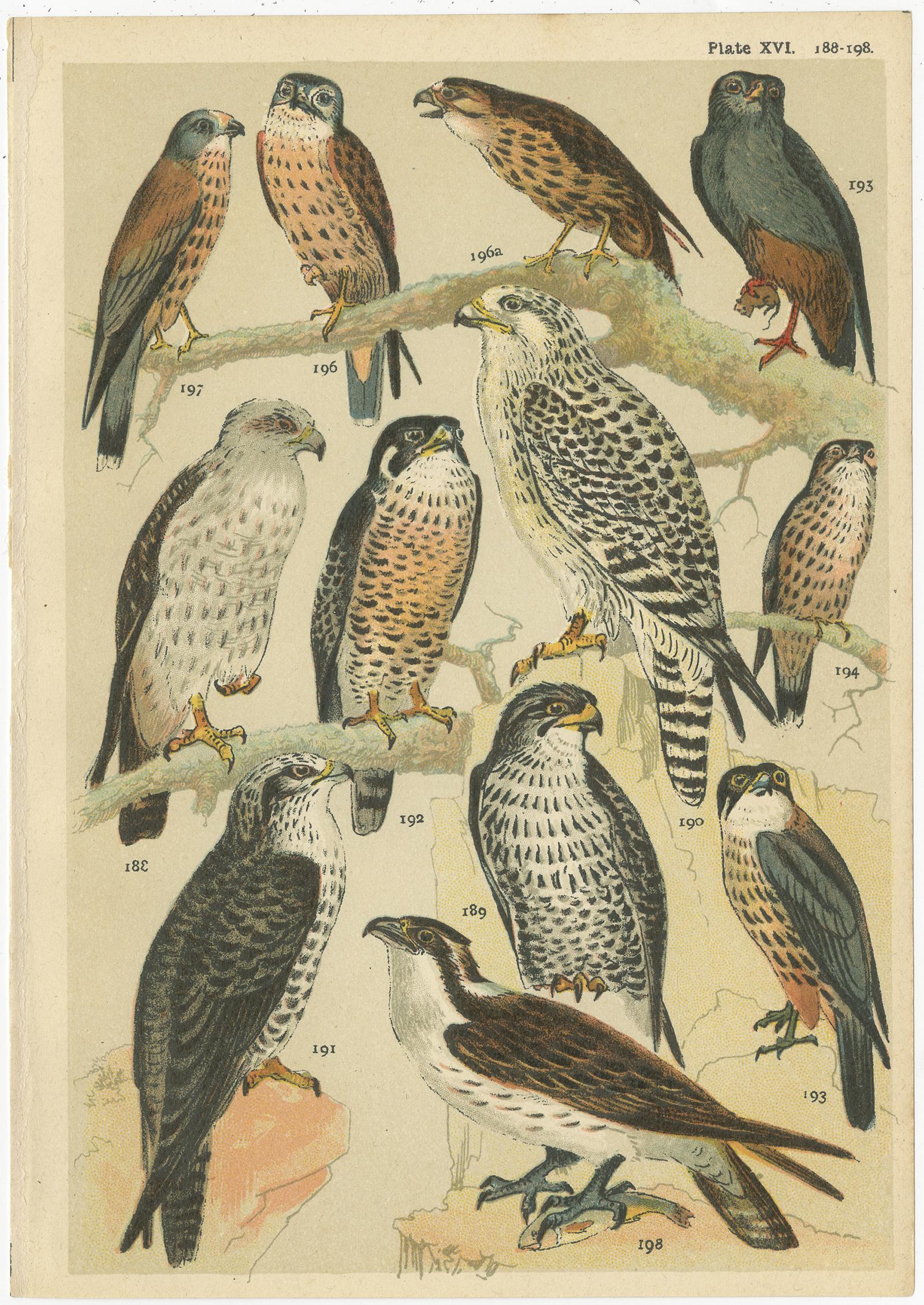 birds of prey chart