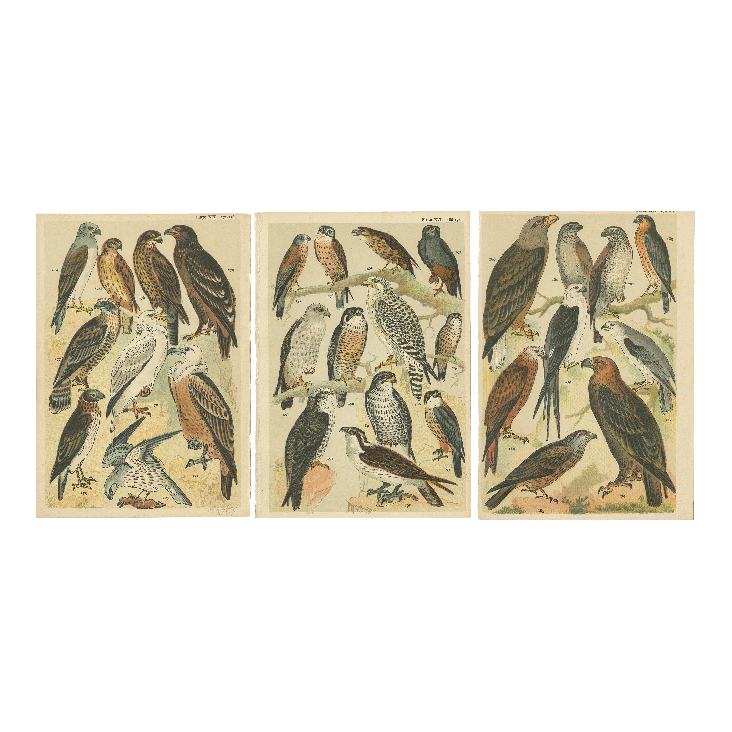Set of 3 Antique Prints of Birds of Prey by Gordon, 'circa 1900'