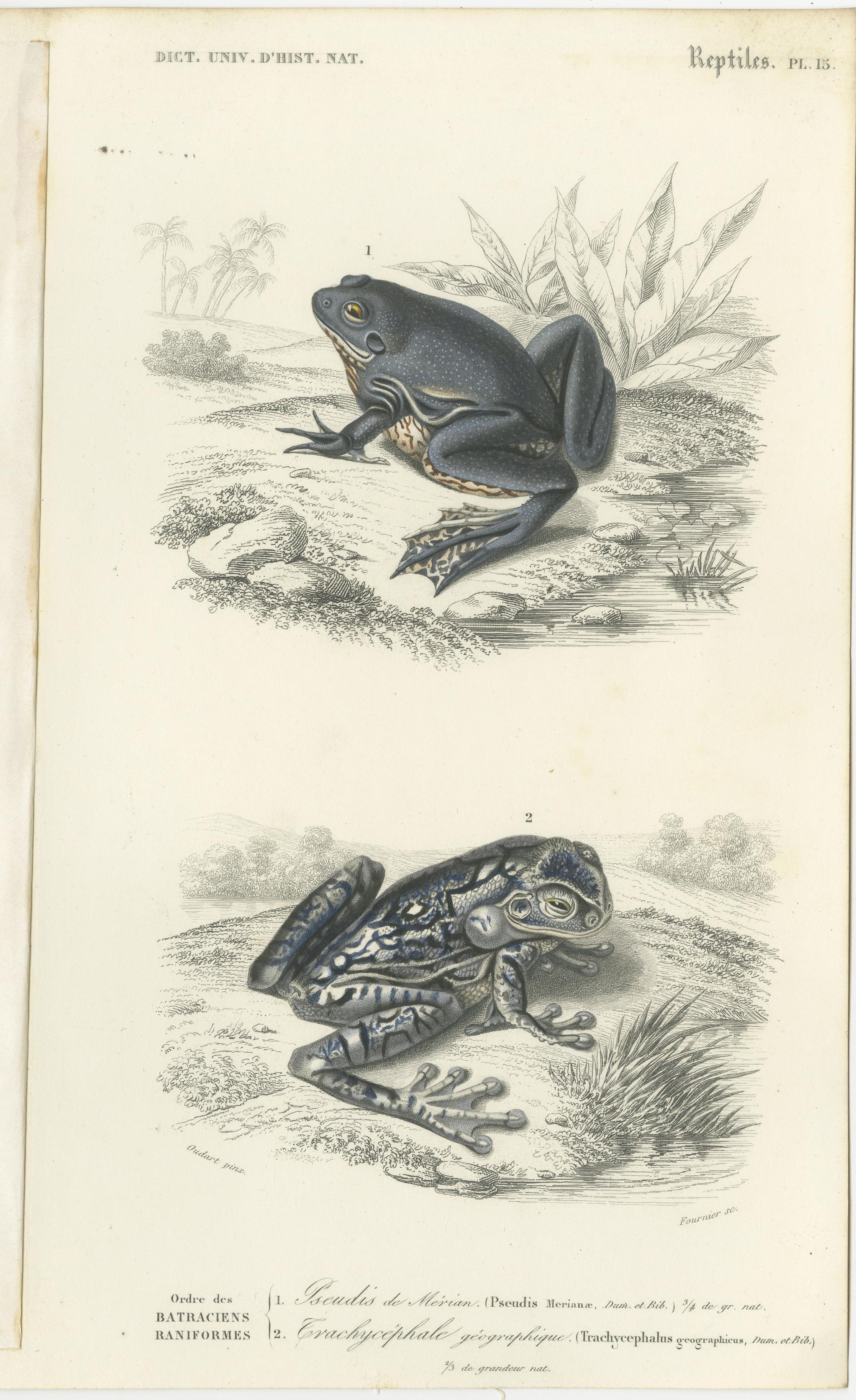 Set of 3 original antique prints of frogs and toads. These prints originate from 'Dictionnaire universel d'Histoire Naturelle' by d'Orbigny. Published 1861.
Charles Henry Dessalines d'Orbigny was a French botanist and geologist specializing in the