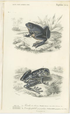 Set of 3 Antique Prints of Frogs and Toads