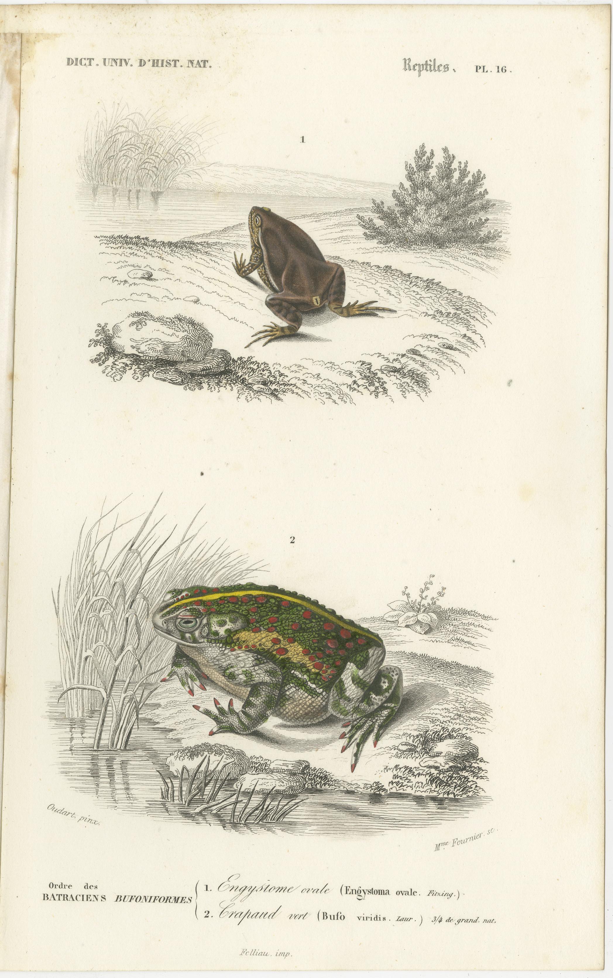 Set of 3 Antique Prints of Frogs and Toads In Good Condition For Sale In Langweer, NL