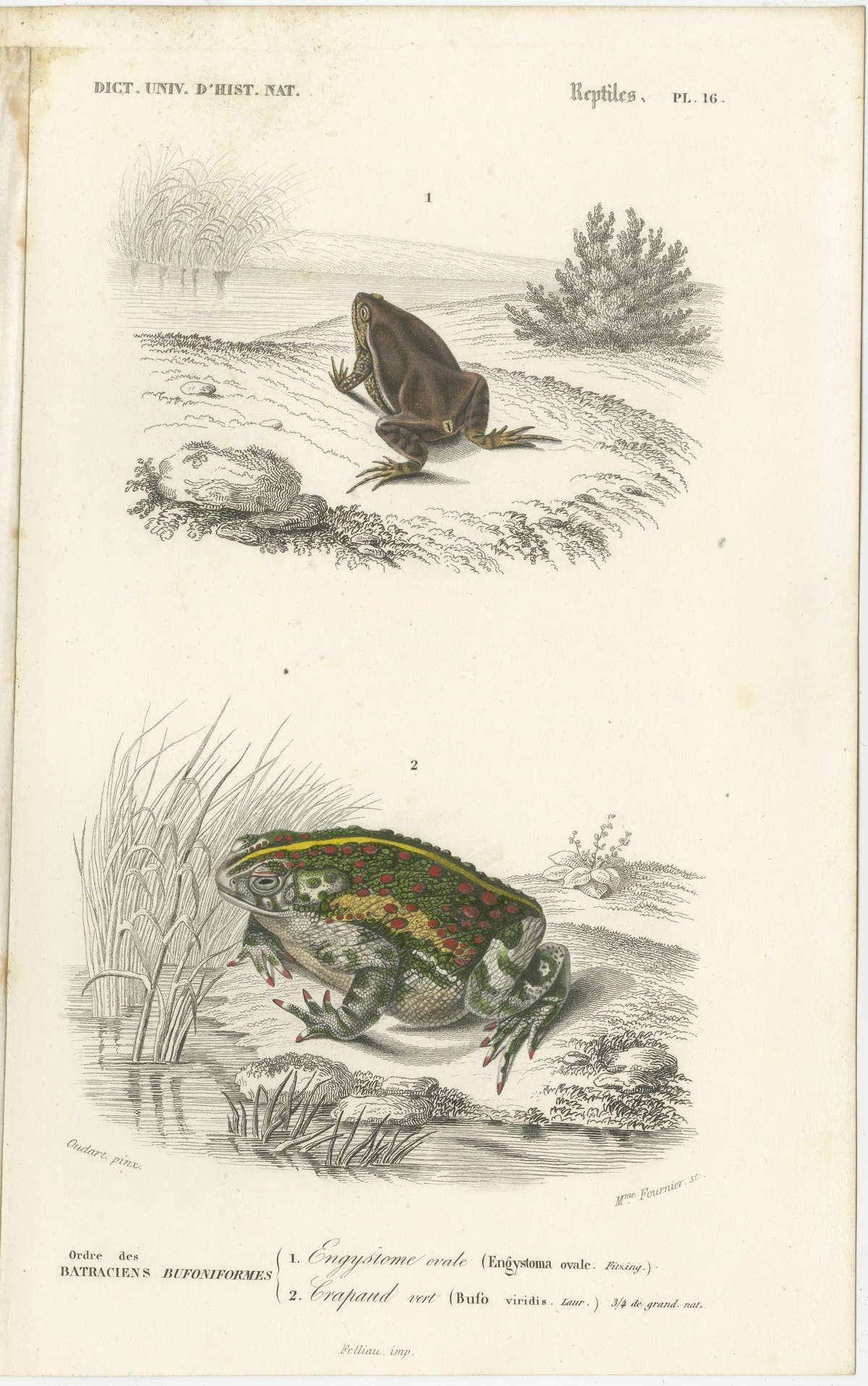 Set of 3 Antique Prints of Frogs and Toads